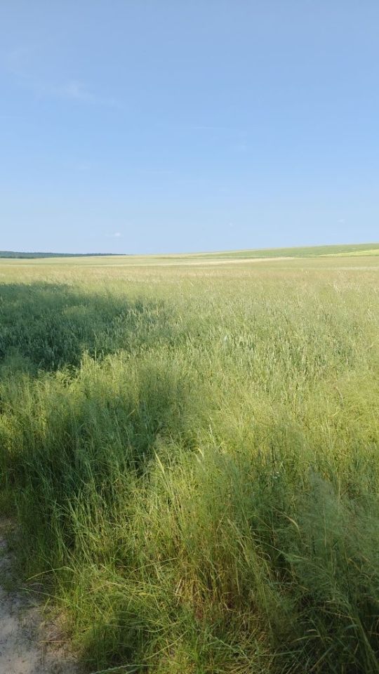 Działka rolno-budowlana Mstyczów. Zdjęcie 4