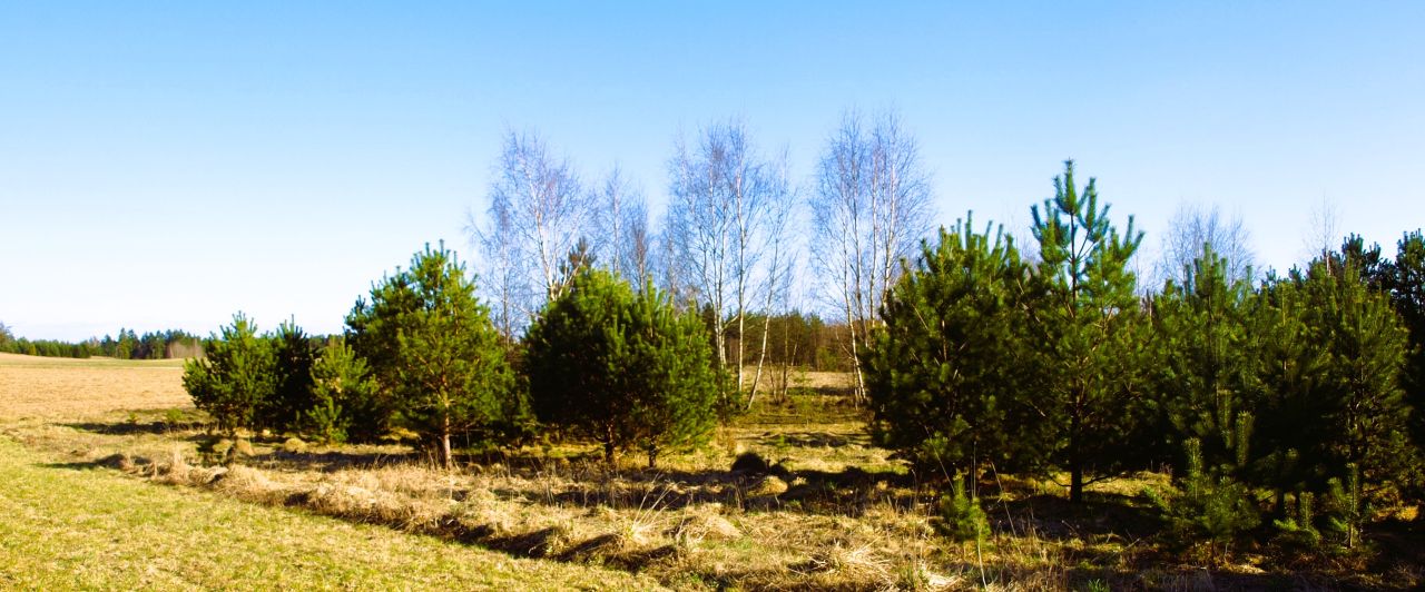 Działka rekreacyjna Lipy. Zdjęcie 3