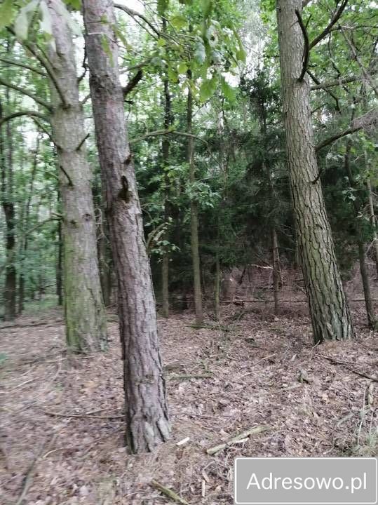 Działka leśna Korczówka. Zdjęcie 2