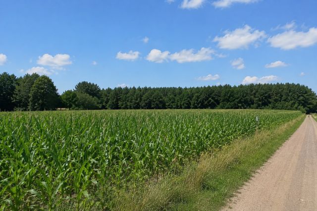 Działka rolno-budowlana Dąbie. Zdjęcie 2