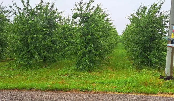 Działka rolno-budowlana Wilcze Średnie