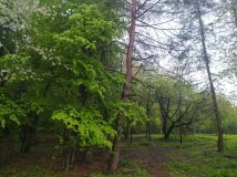 Działka Trzepieciny. Zdjęcie 3