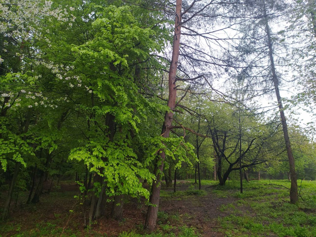 Działka Trzepieciny. Zdjęcie 4