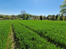 Działka rolno-budowlana Bytom Odrzański. Zdjęcie 2