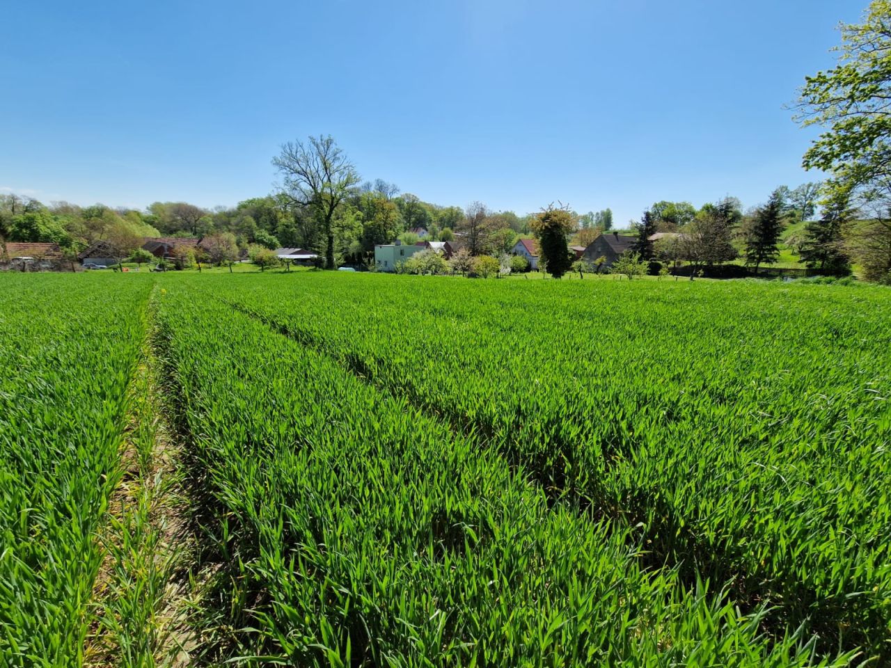Działka rolno-budowlana Bodzów Sobolice. Zdjęcie 3