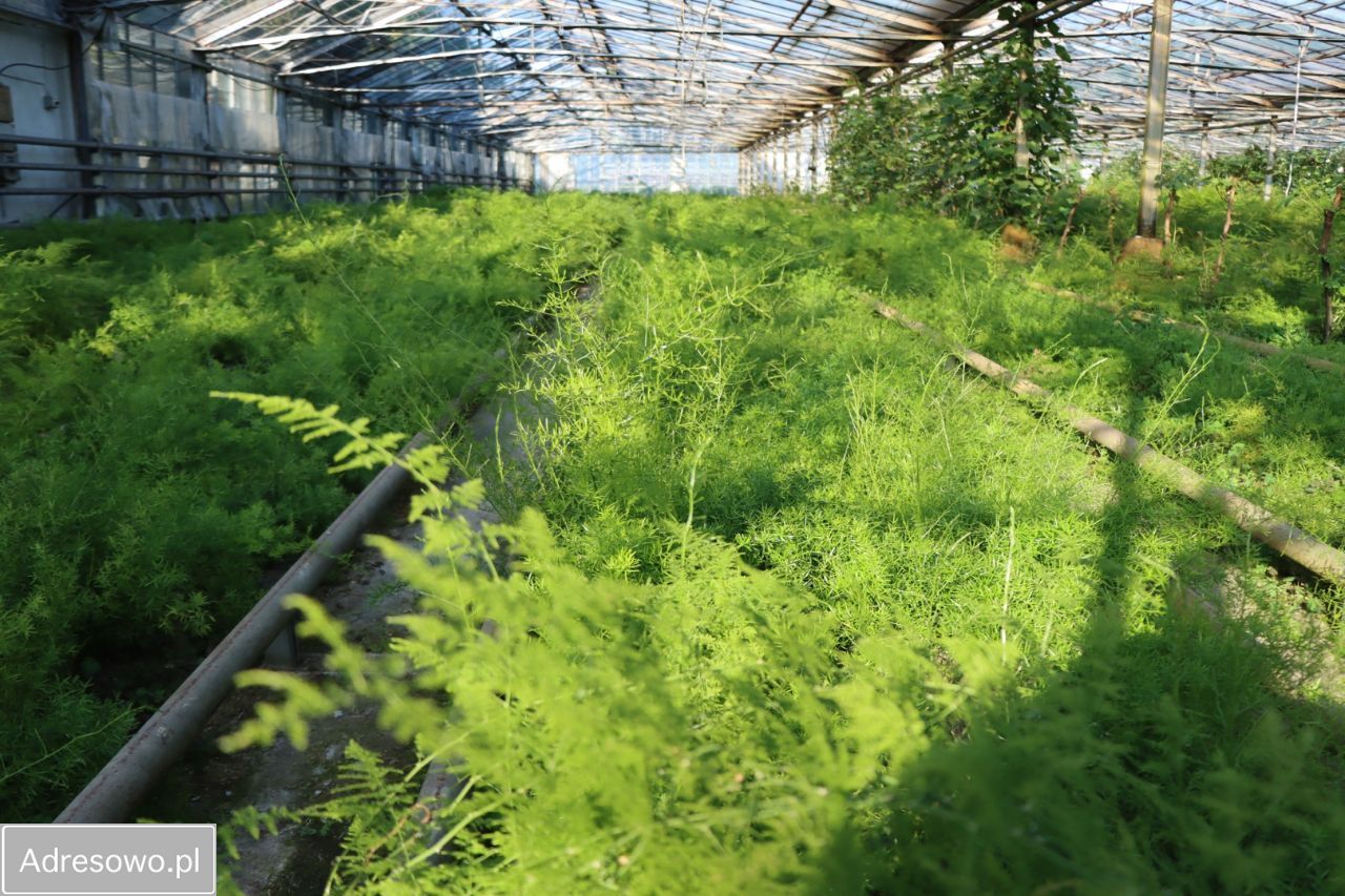 Działka rolna Antoniówka Świerżowska. Zdjęcie 5