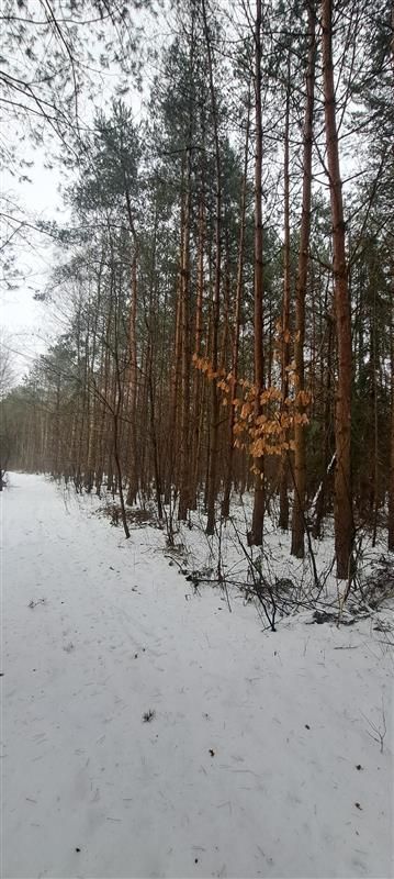 Działka rolno-budowlana Dobrynka. Zdjęcie 3