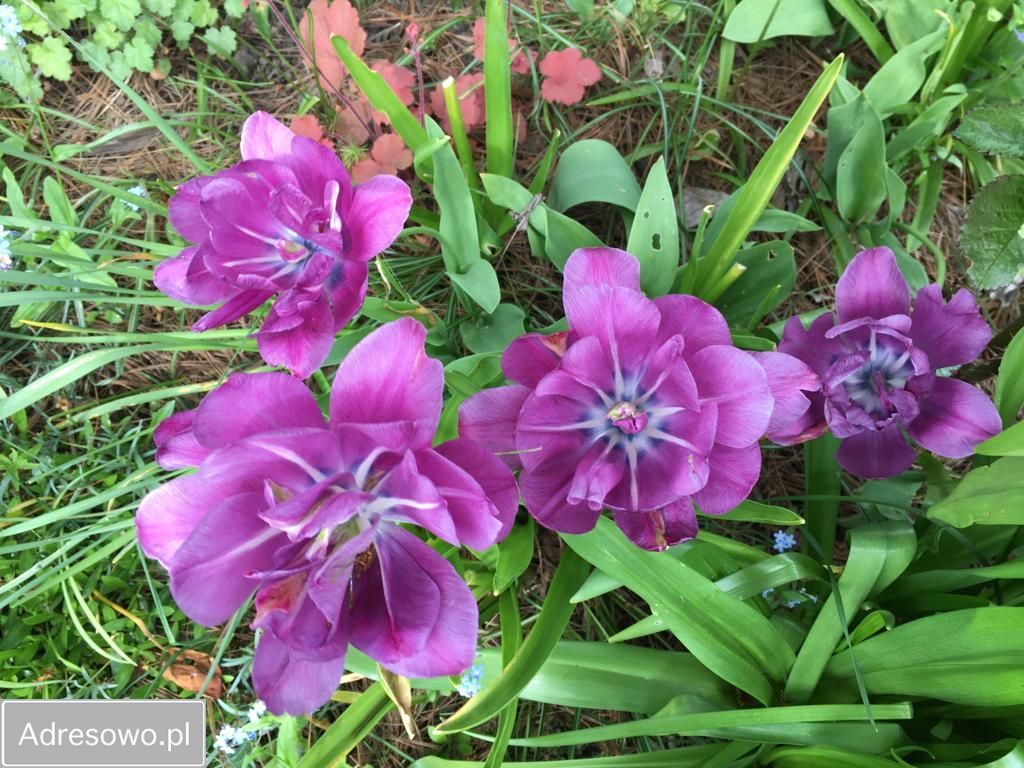 Działka rod Bielsko-Biała Kamienica. Zdjęcie 14