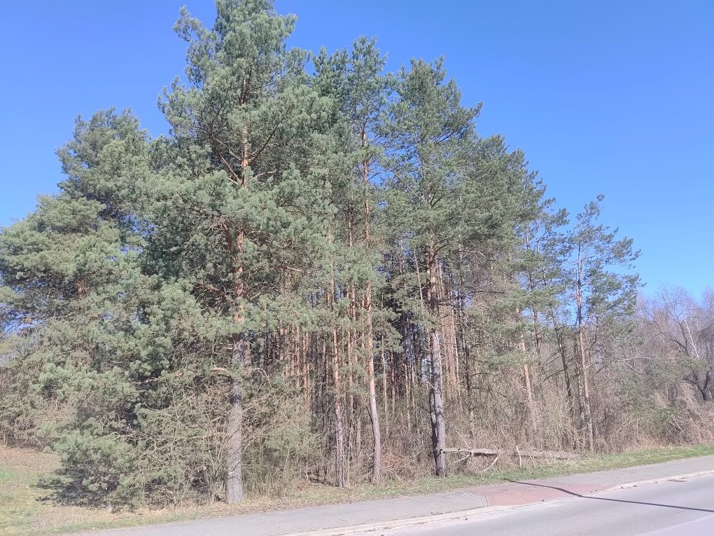 Działka budowlana Ostrowiec Świętokrzyski, ul. Tomaszów. Zdjęcie 3