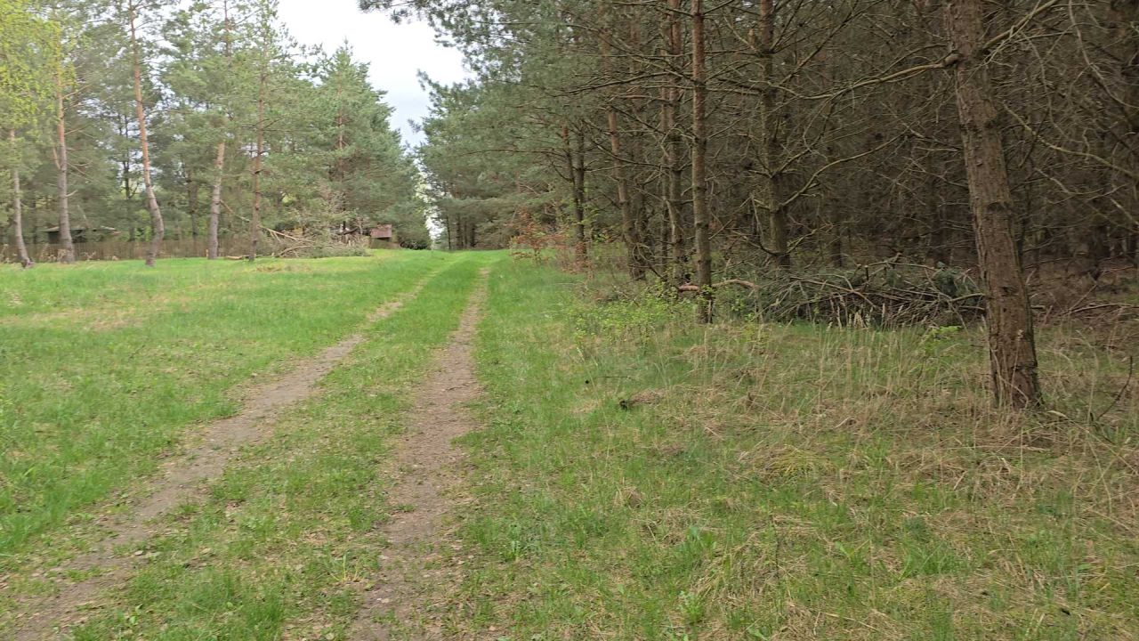 Działka leśna Ruś. Zdjęcie 5