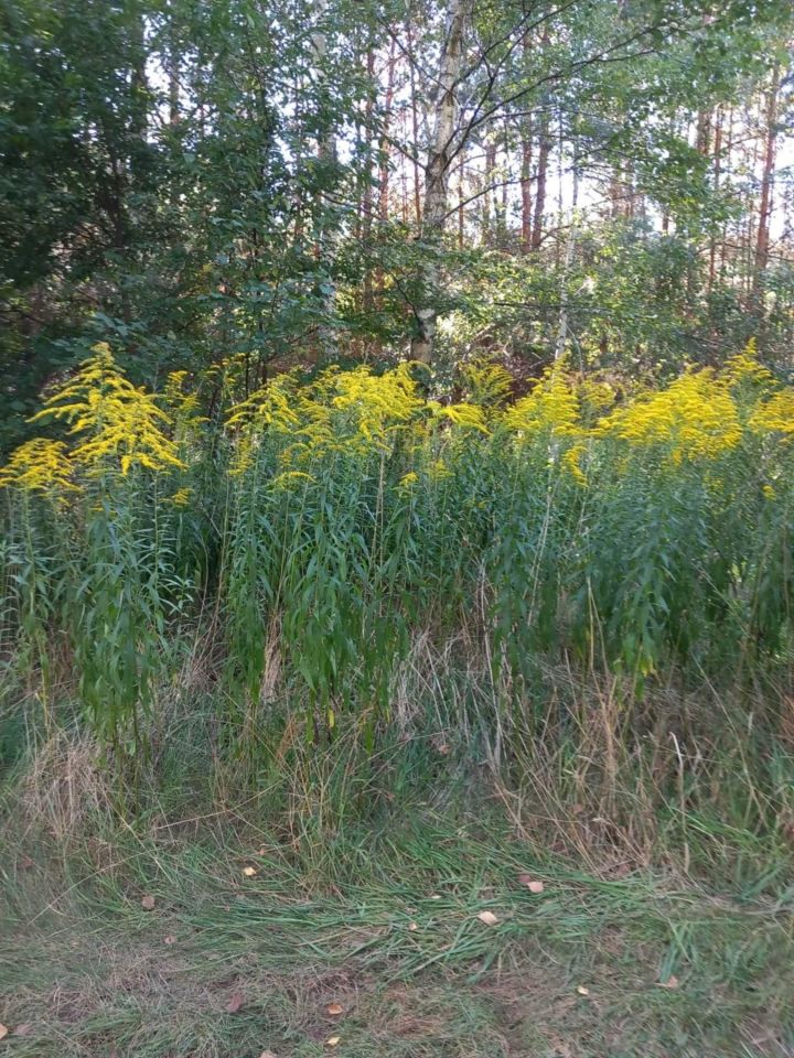 Działka budowlana Wrząca, ul. Sasankowa. Zdjęcie 2