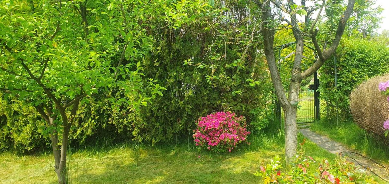 Działka rod Gdynia Babie Doły, ul. Zielona. Zdjęcie 8