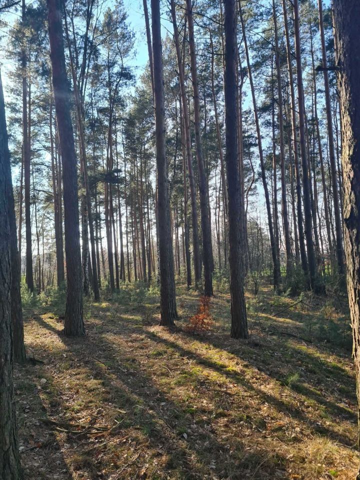 Działka leśna Huta Przerębska. Zdjęcie 3