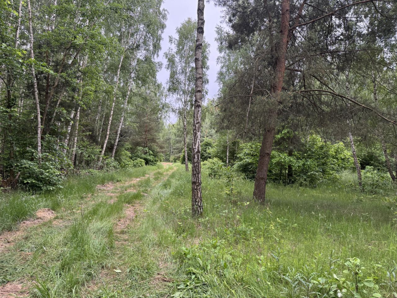 Działka budowlana Sadek, ul. Jesionowa. Zdjęcie 5