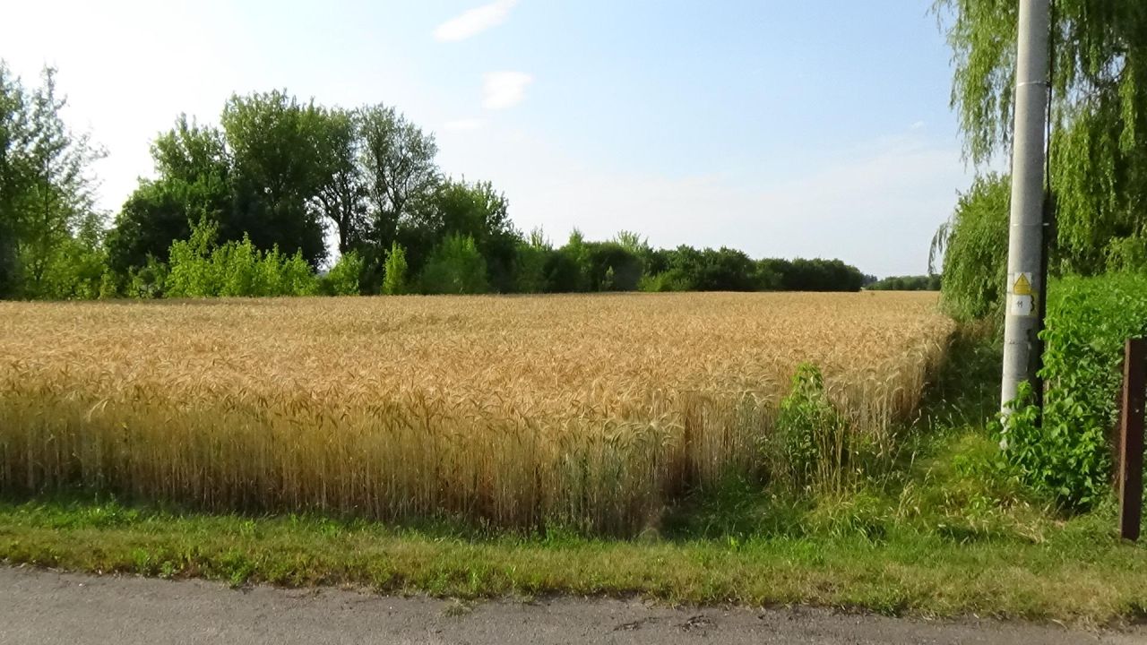 Działka rolno-budowlana Bednary-Kolonia. Zdjęcie 7
