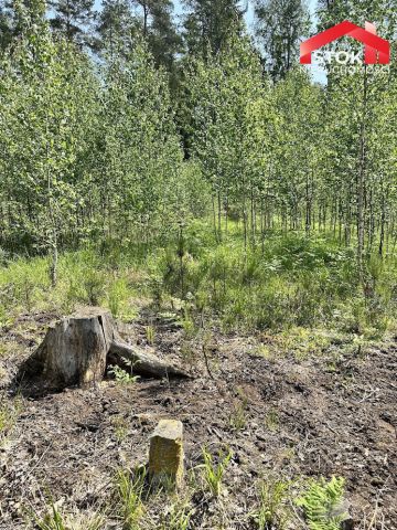 Działka leśna Rudnica. Zdjęcie 3