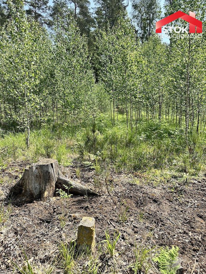 Działka leśna Rudnica. Zdjęcie 3