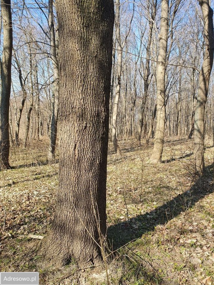 Działka inwestycyjna Wręcza. Zdjęcie 7
