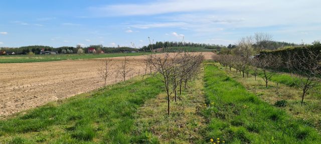 Działka inwestycyjna Celejów. Zdjęcie 1