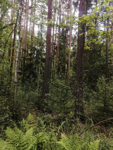 Działka leśna Jastrzębna Druga. Zdjęcie 1