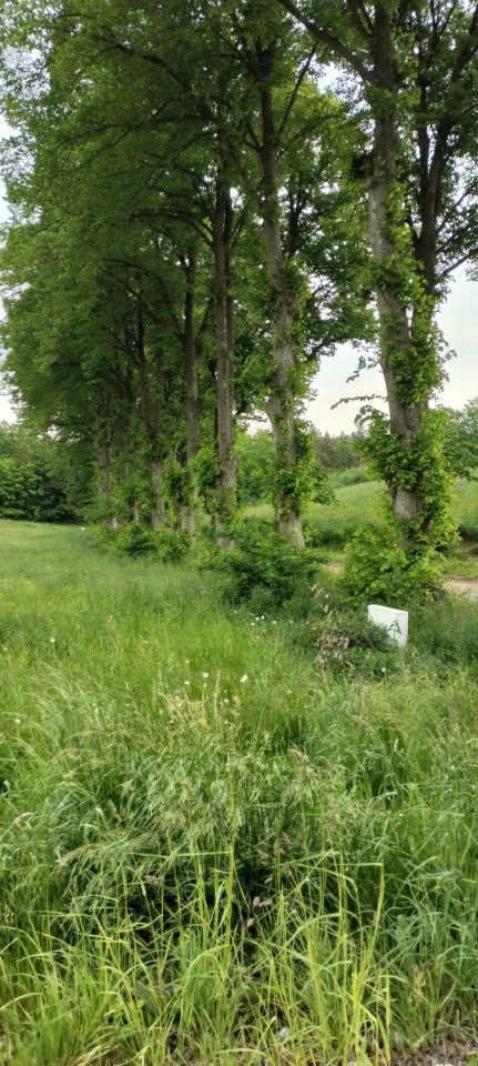 Działka budowlana Widlino. Zdjęcie 3