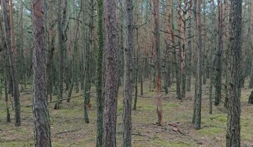 Działka leśna Wola Makowska