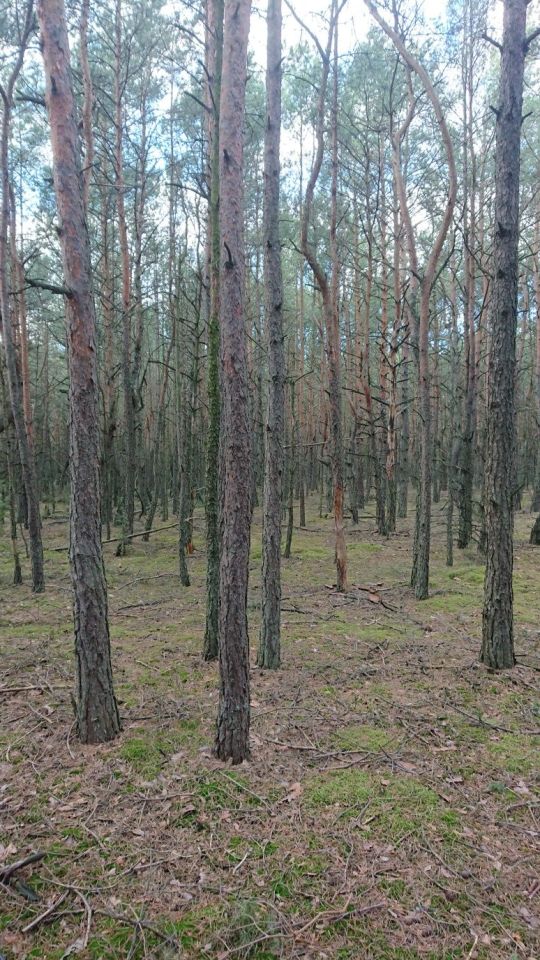 Działka leśna Wola Makowska. Zdjęcie 2