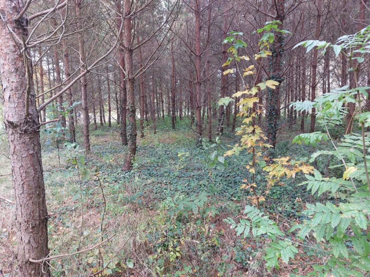 Działka rolno-budowlana Klecewko. Zdjęcie 11