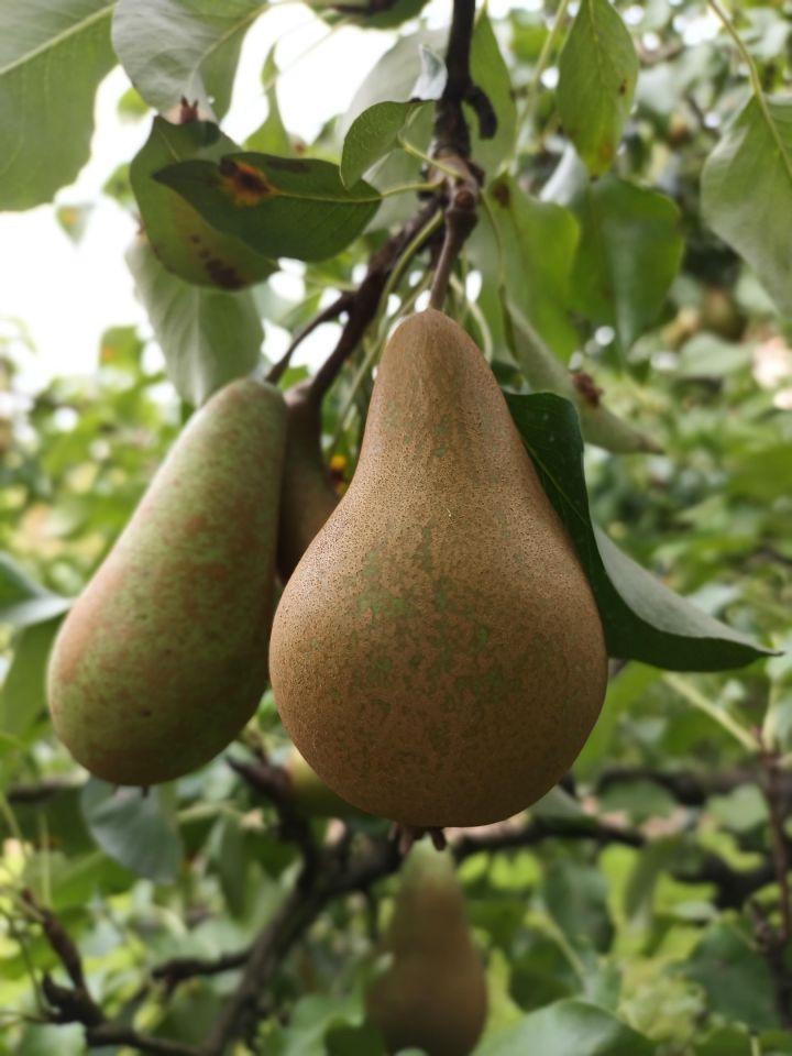 bliźniak, 5 pokoi Elbląg, NARUTOWICZA. Zdjęcie 15