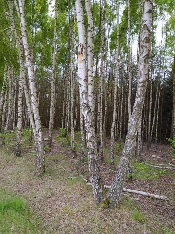 Działka leśna Kaczka. Zdjęcie 2