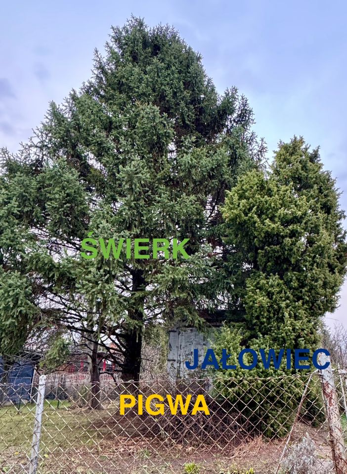 Działka rod Warszawa Targówek, ul. Chełmżyńska 269. Zdjęcie 2