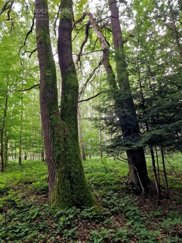 Działka leśna Sitnica. Zdjęcie 6