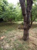 Działka rod Gdańsk Klukowo. Zdjęcie 1