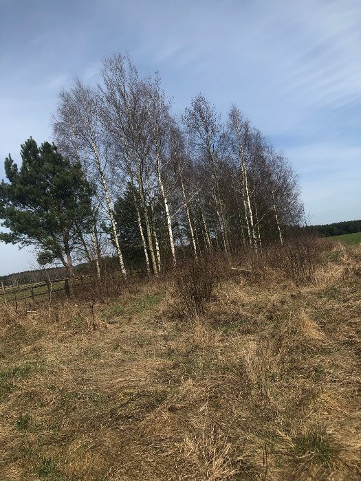 Działka budowlana Faryny. Zdjęcie 3