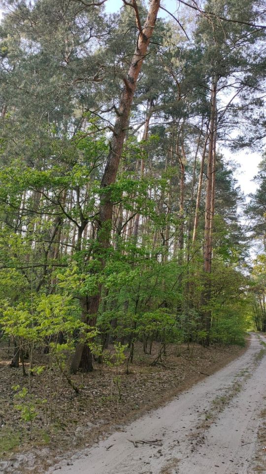 Działka leśna Włocin-Kolonia. Zdjęcie 4