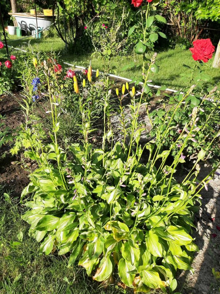 Działka rod Jędrzejów. Zdjęcie 4