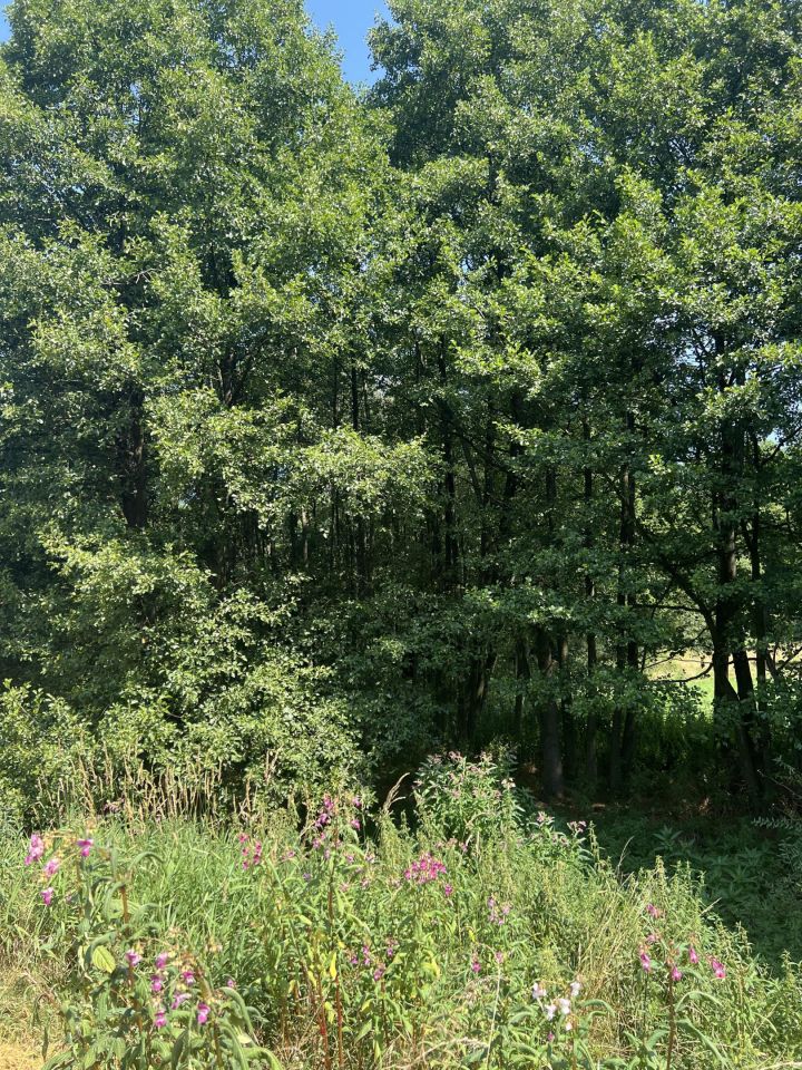 Działka rolno-budowlana Olchowa. Zdjęcie 8