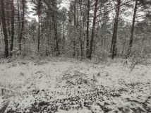 Działka leśna Przyłogi. Zdjęcie 2