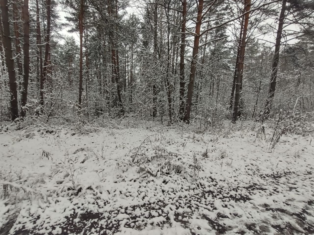 Działka leśna Przyłogi. Zdjęcie 3