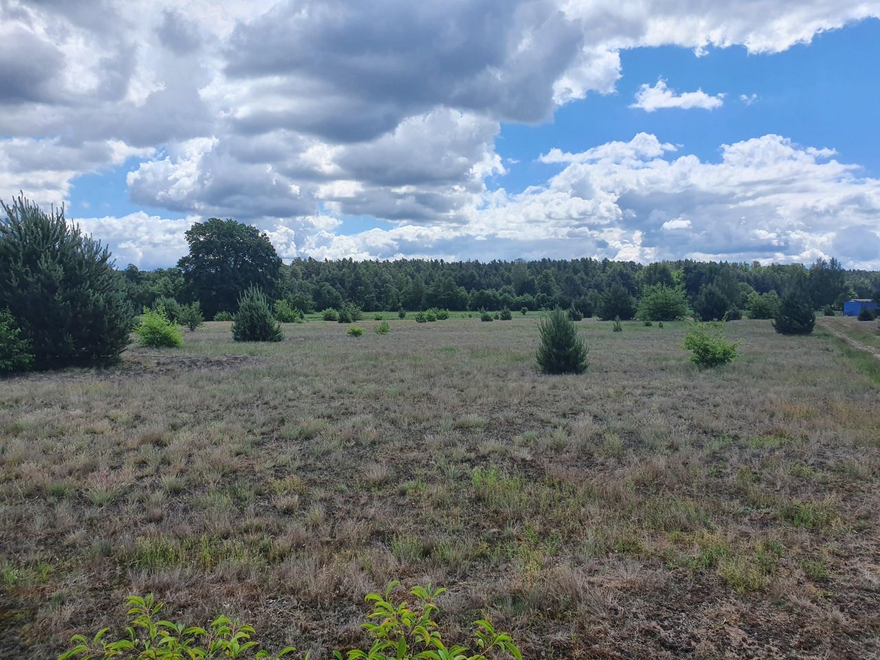 Działka budowlana Kępa Niemojewska. Zdjęcie 10