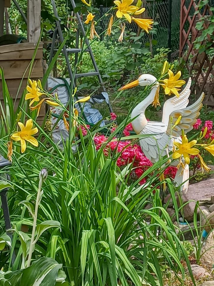 Działka rod Dys Bernatówka, ul. Bernatówka. Zdjęcie 3