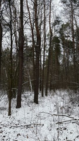 Działka leśna Turośń Dolna. Zdjęcie 1