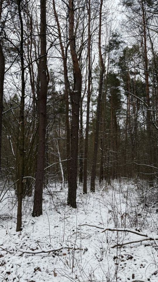 Działka leśna Turośń Dolna