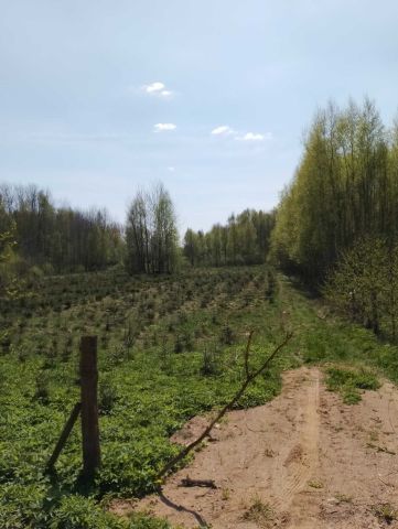 Działka leśna Romanówka. Zdjęcie 1