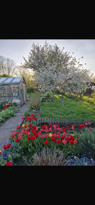 Działka rod Gdańsk Stogi, ul. Ugory. Zdjęcie 4