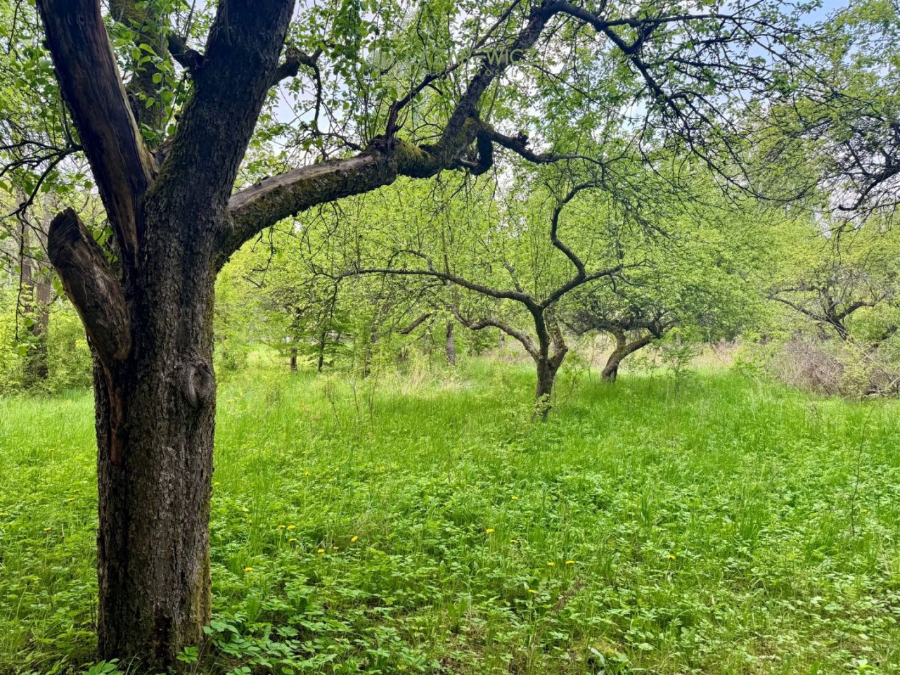 Działka budowlana Rudka. Zdjęcie 3