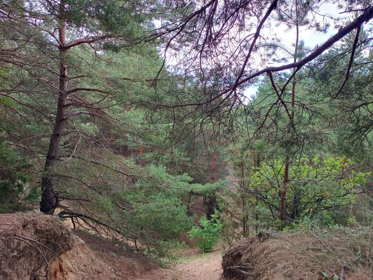 Działka leśna Rawy. Zdjęcie 12
