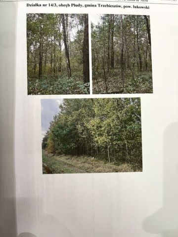 Działka leśna Płudy. Zdjęcie 1