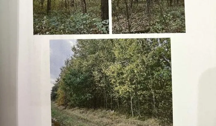 Działka leśna Płudy