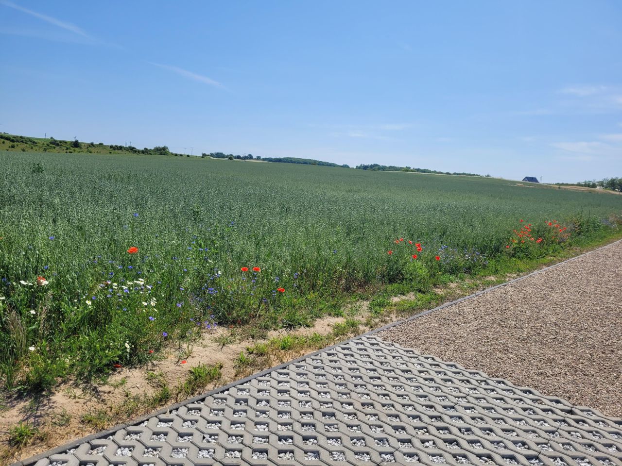 Działka budowlana Cedynia, ul. Kolonia. Zdjęcie 7